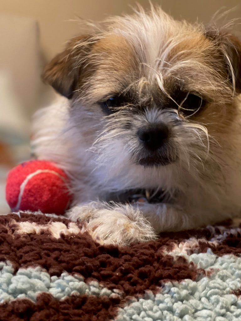 tiny dog looking ahead with red ball