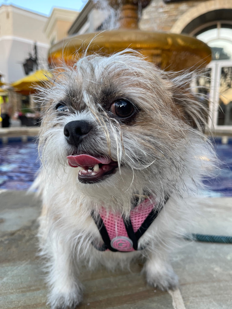 shih tzu who loves to travel waits for dinner