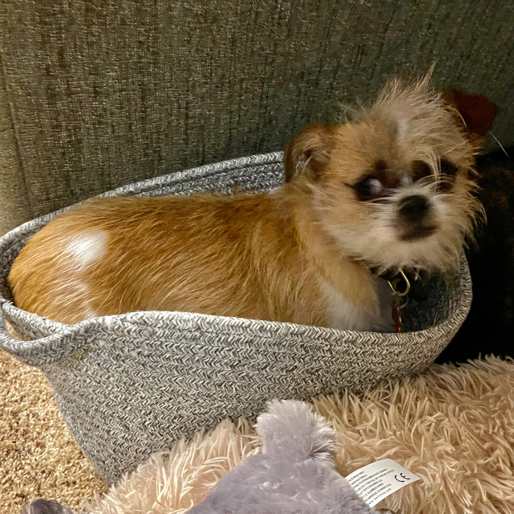 tiny dog looking out of a toy basket 