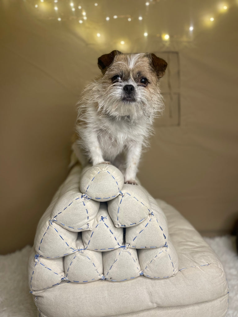 chihuahua shih tzu plays with indoor obstacle course for canine enrichment