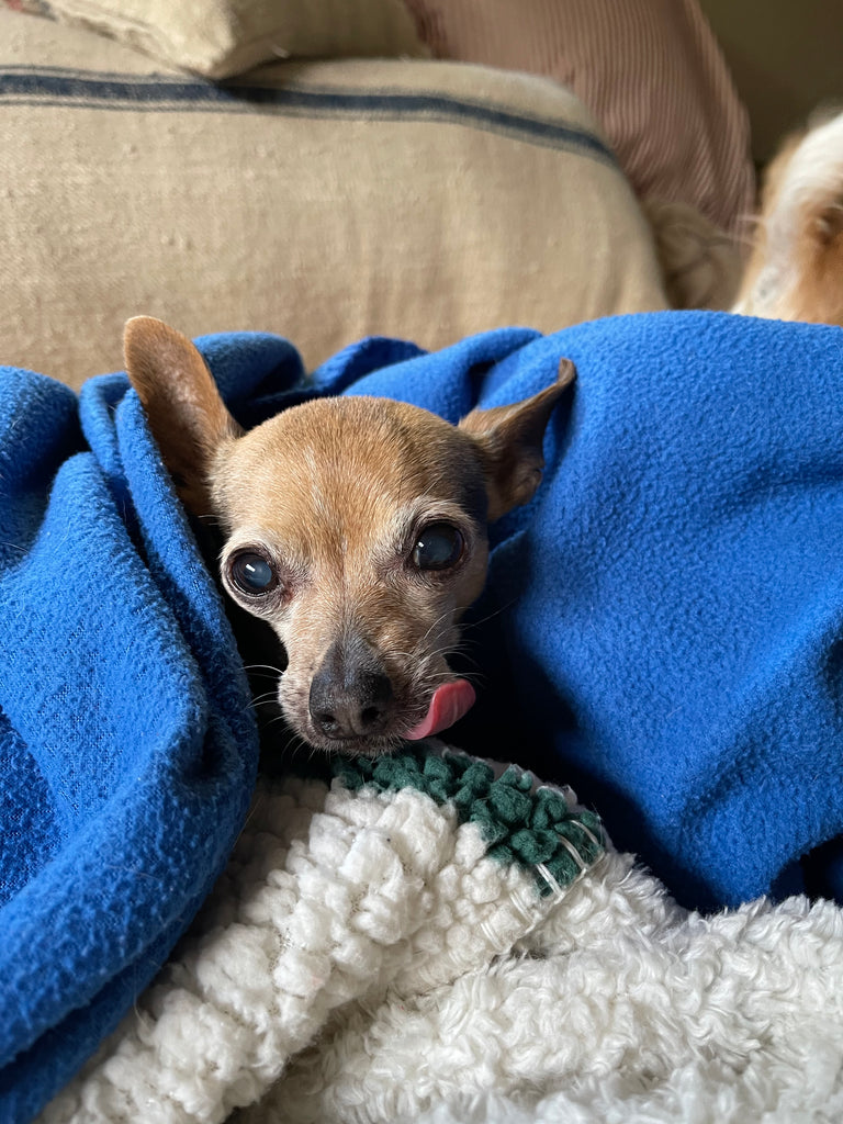 Why Do Dogs Like Being Under Blankets?