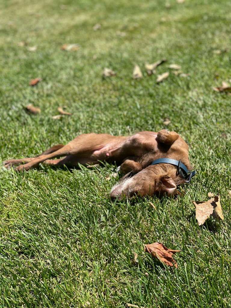 Non Food Dog Enrichment