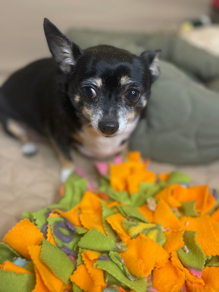 chihuahua looks at enrichment toy snuffle mat