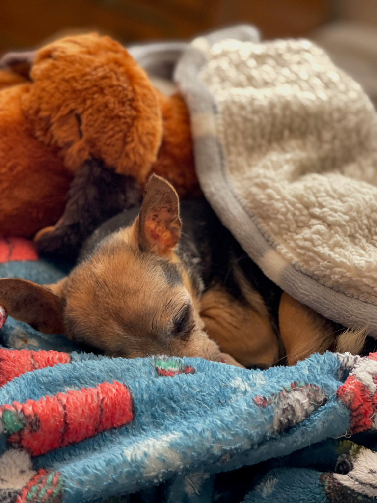 chihuahua sleeping in a pile of blankets to stay warm