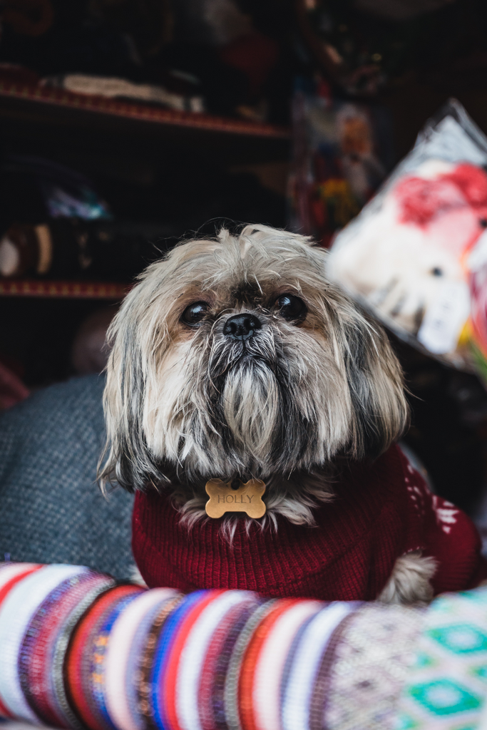 shih tzu small dog looking at camera