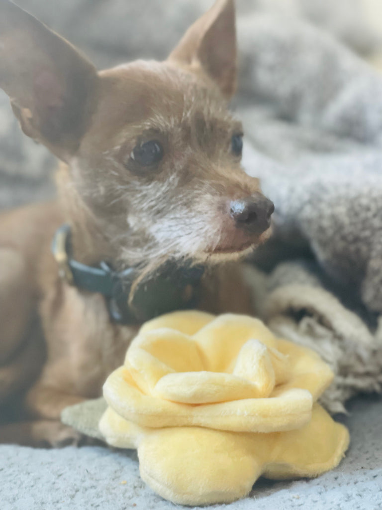 "Poppy" Snuffle Toy